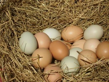 barnyard-eggs
